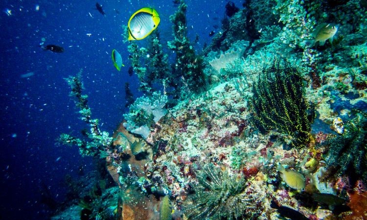 Coral Garden Pulau Kahakitang